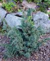 JUNIPERUS SQUAMATA ''MEYERI''
